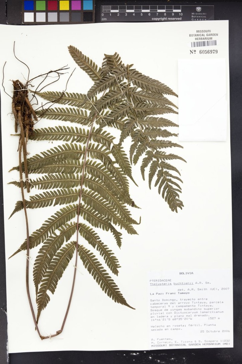 Thelypteris buchtienii photo 3