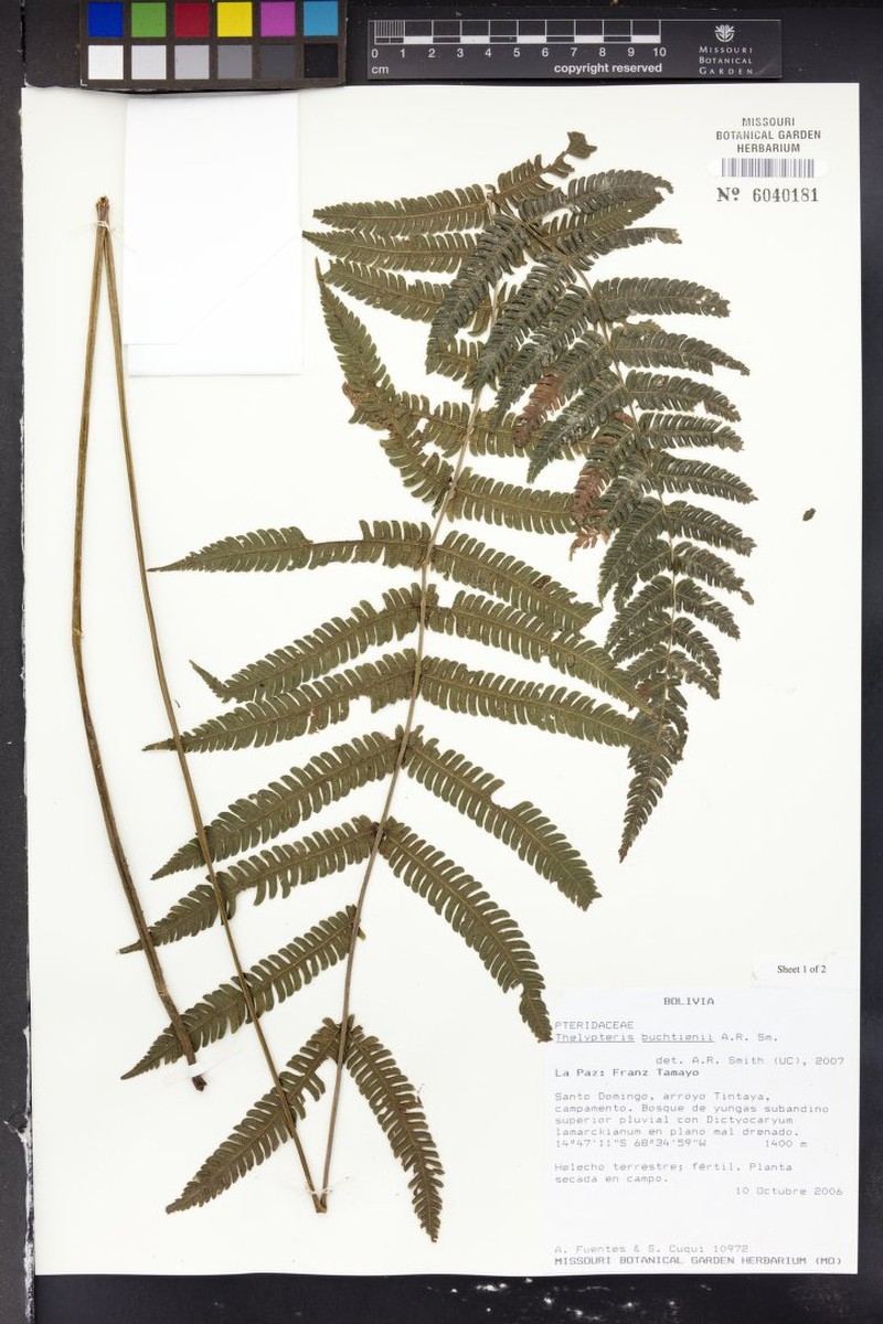 Thelypteris buchtienii photo 4