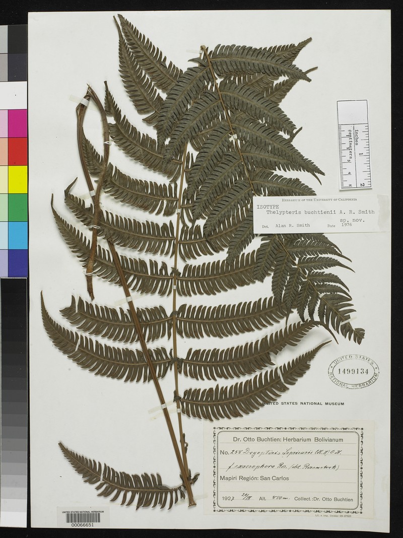 Thelypteris buchtienii