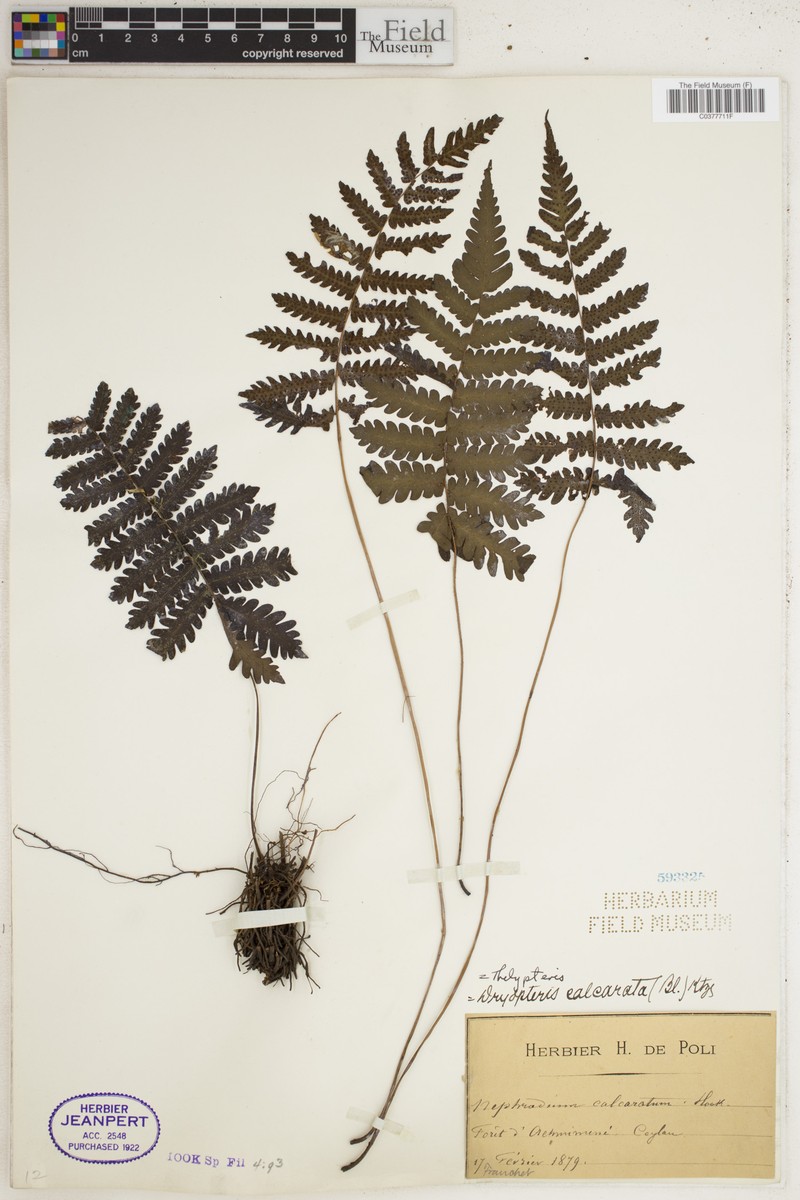 Thelypteris calcarata