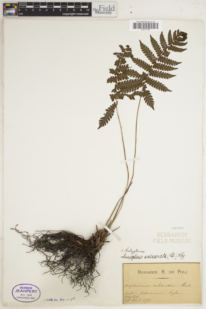 Thelypteris calcarata photo 2