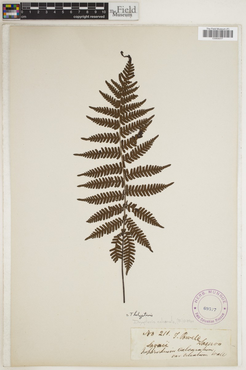 Thelypteris calcarata photo 3