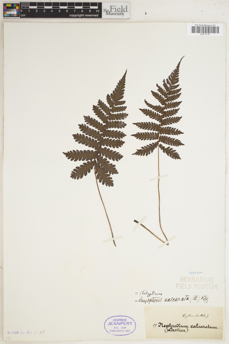 Thelypteris calcarata photo 4