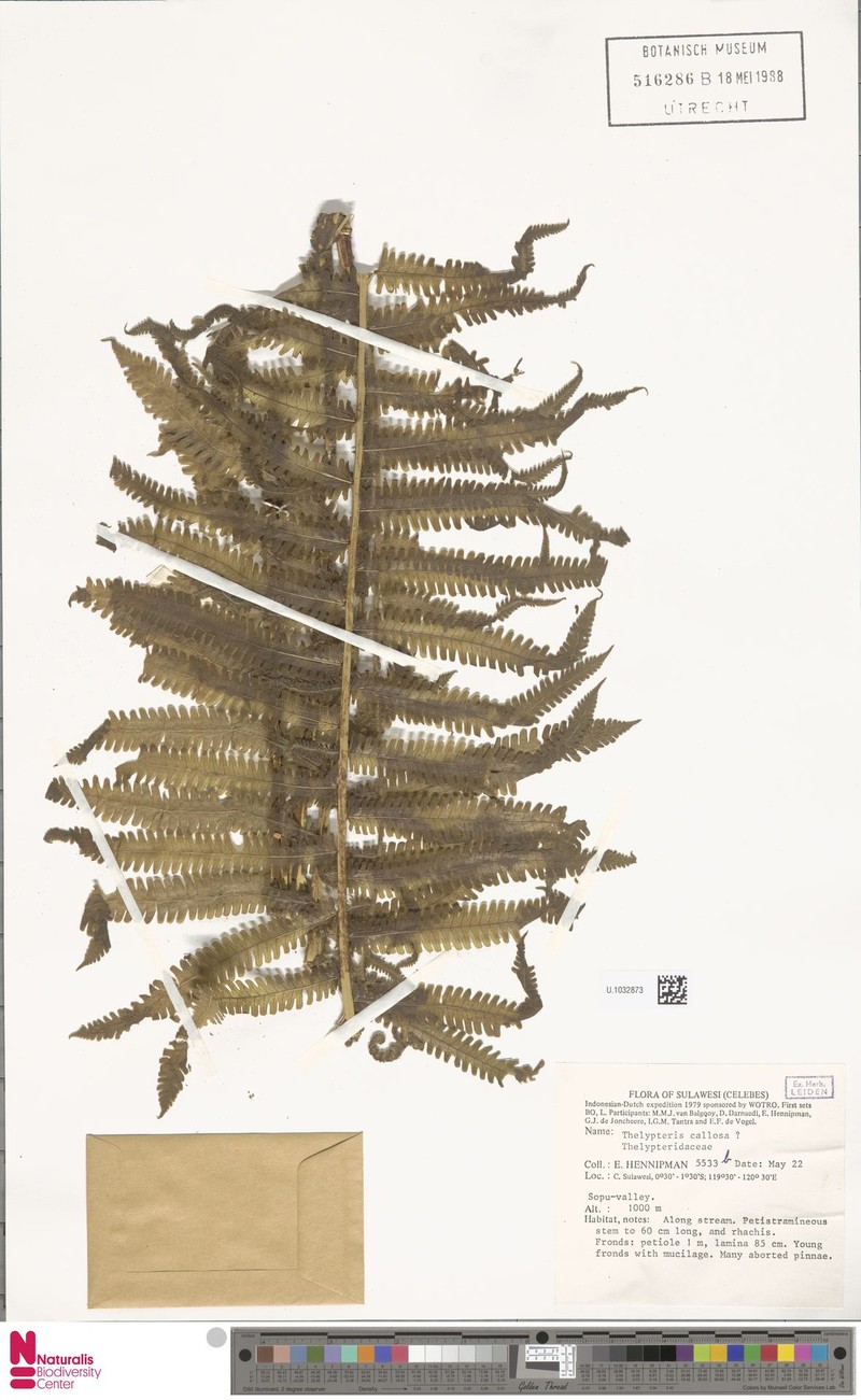 Thelypteris callosa