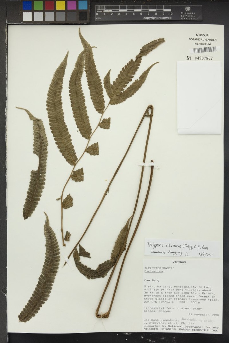 Thelypteris calvescens
