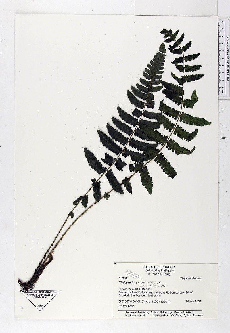 Thelypteris campii