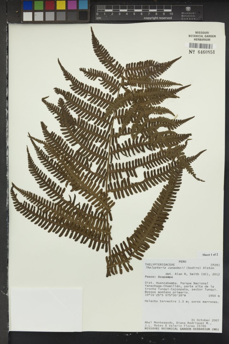 Thelypteris canadasii
