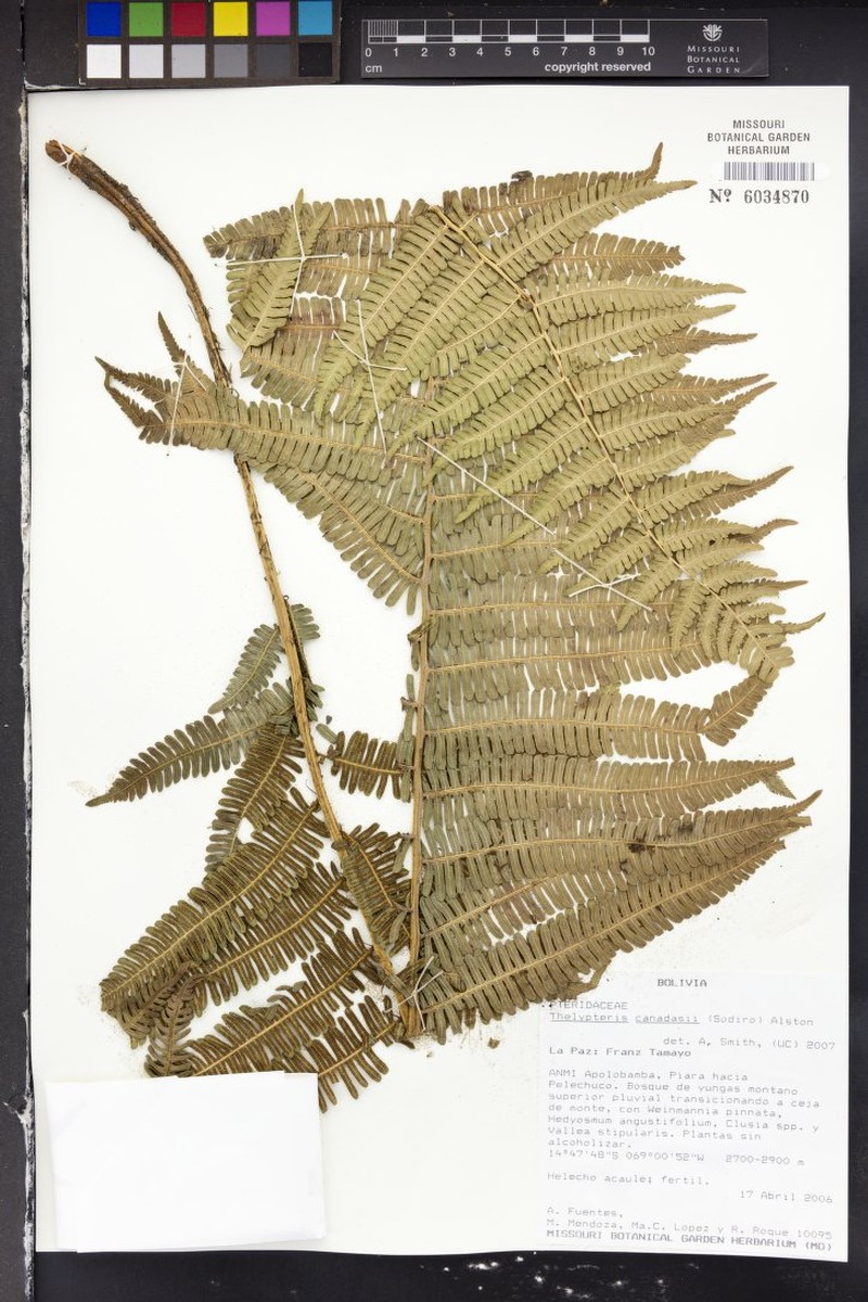 Thelypteris canadasii photo 2