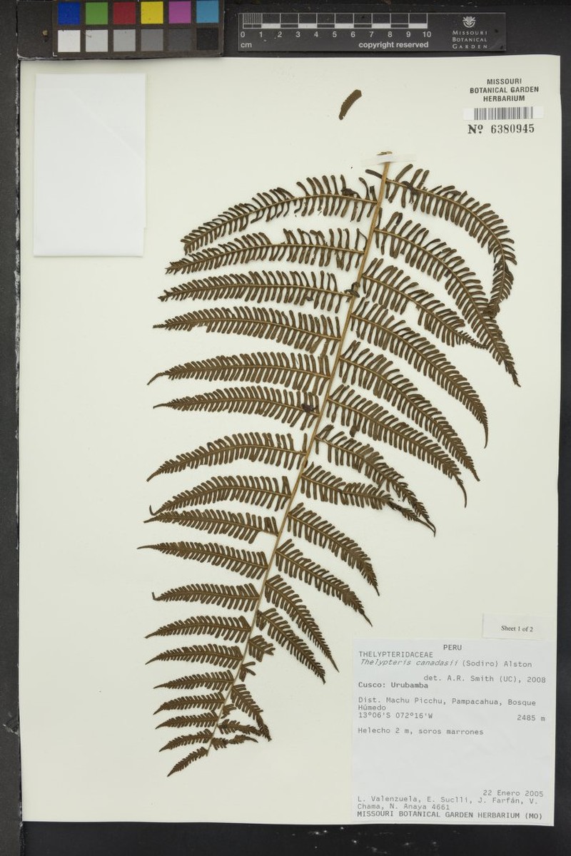 Thelypteris canadasii photo 3