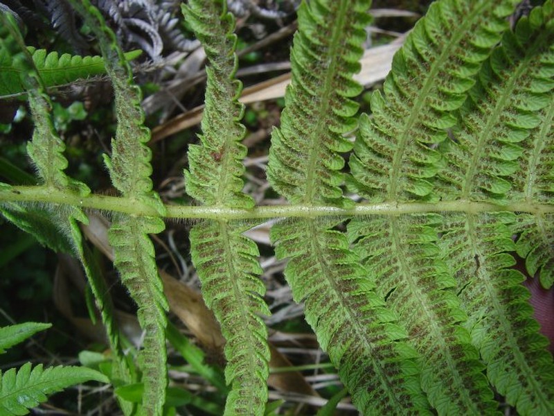 Thelypteris caucaensis