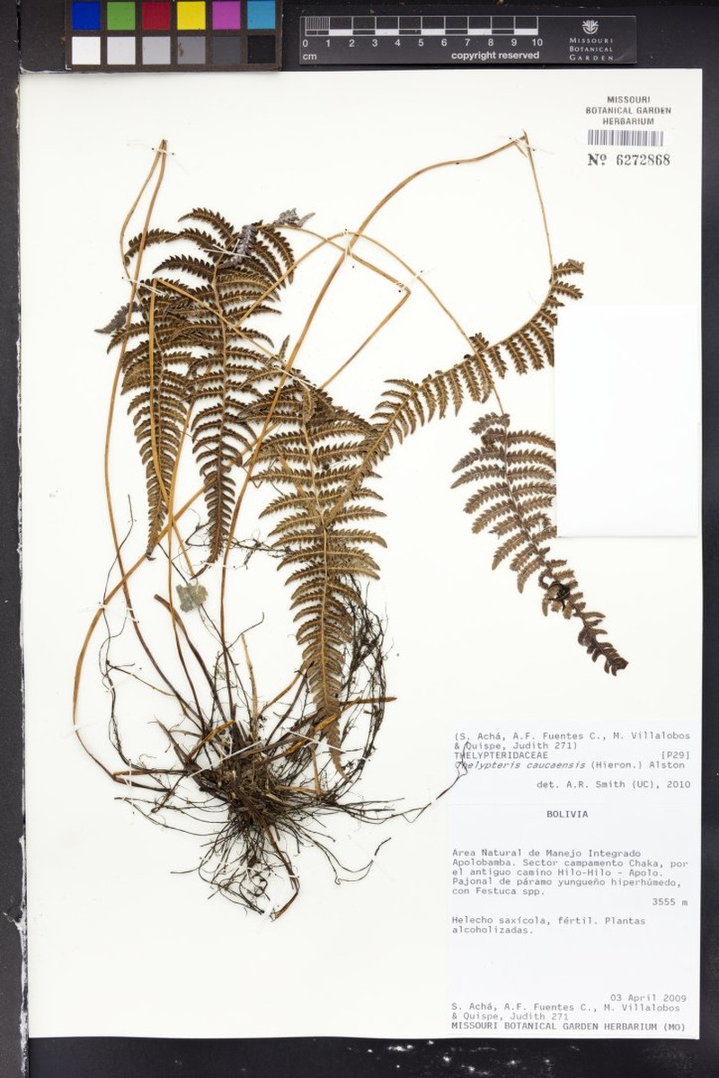 Thelypteris caucaensis photo 2