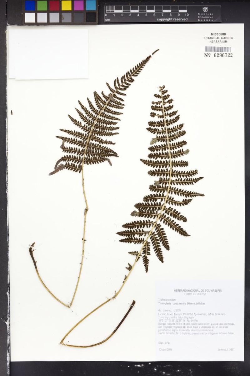 Thelypteris caucaensis photo 3