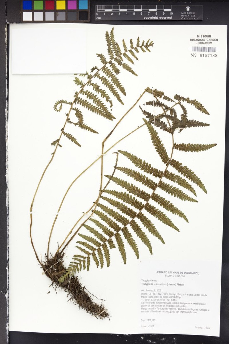 Thelypteris caucaensis photo 4
