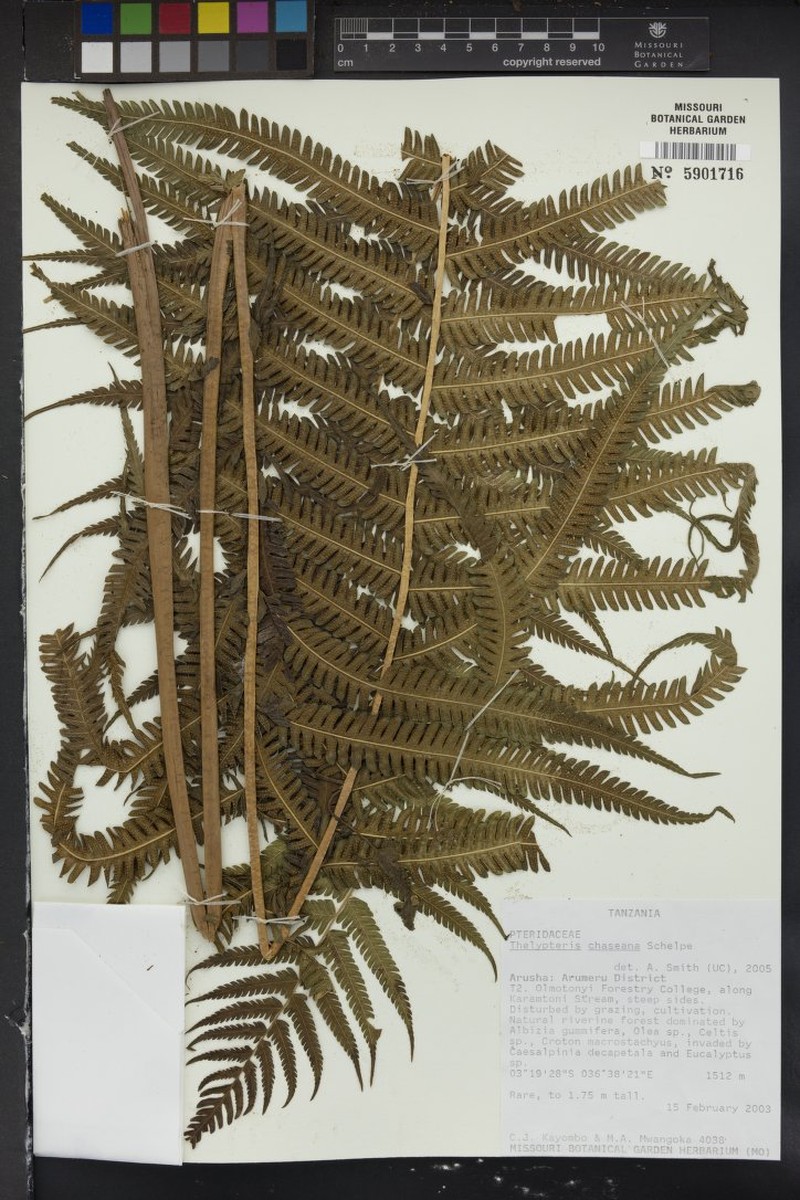 Thelypteris chaseana