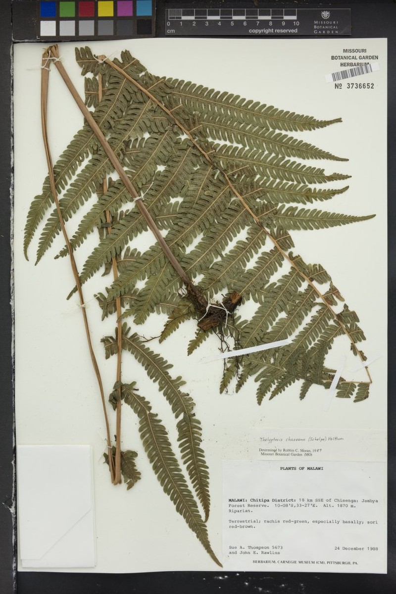 Thelypteris chaseana photo 2