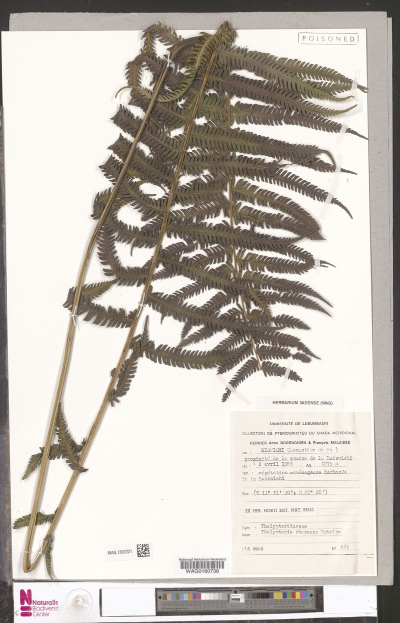Thelypteris chaseana photo 3