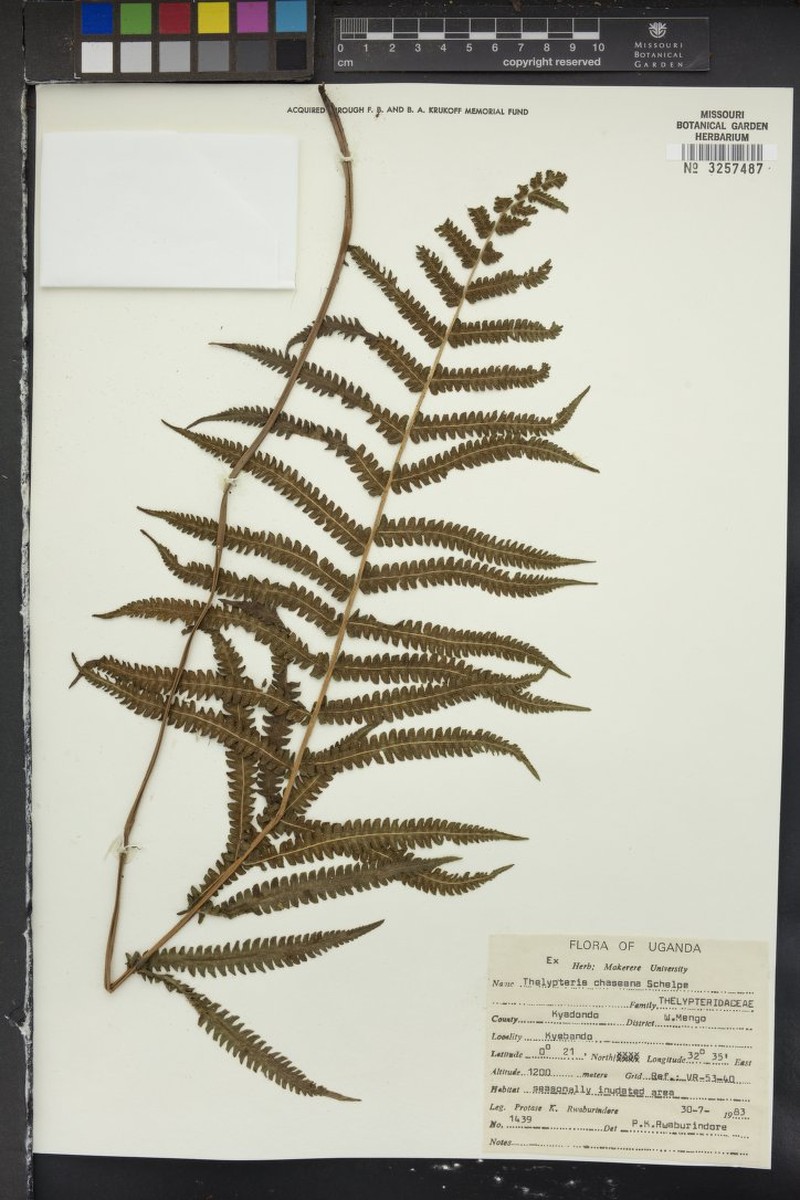 Thelypteris chaseana photo 4