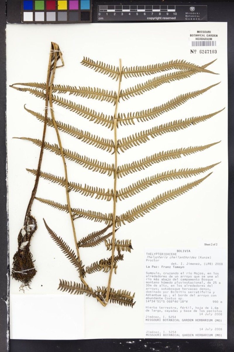 Lip Maiden Fern