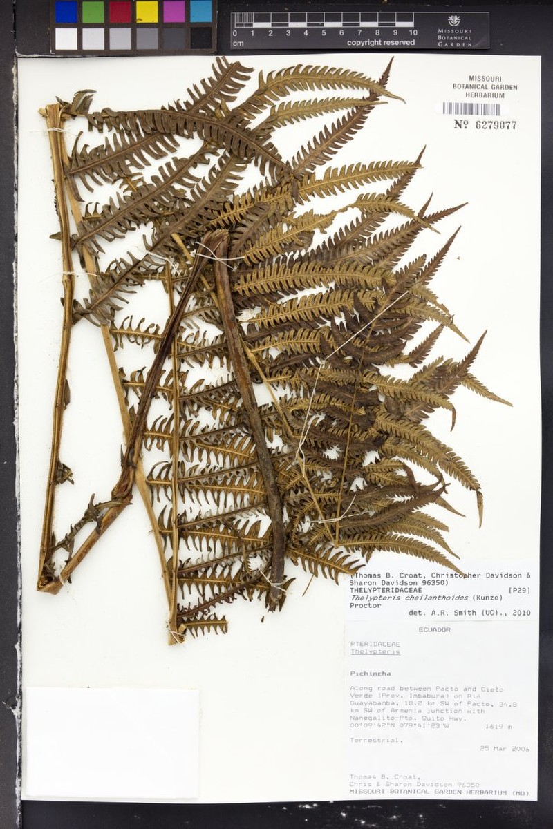 Lip Maiden Fern photo 2