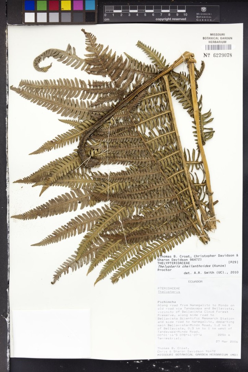 Lip Maiden Fern photo 3