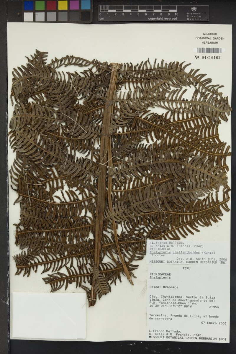 Lip Maiden Fern photo 4