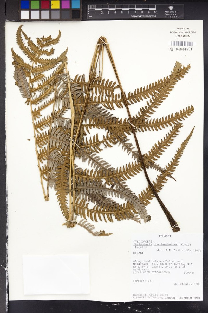 Lip Maiden Fern photo 5