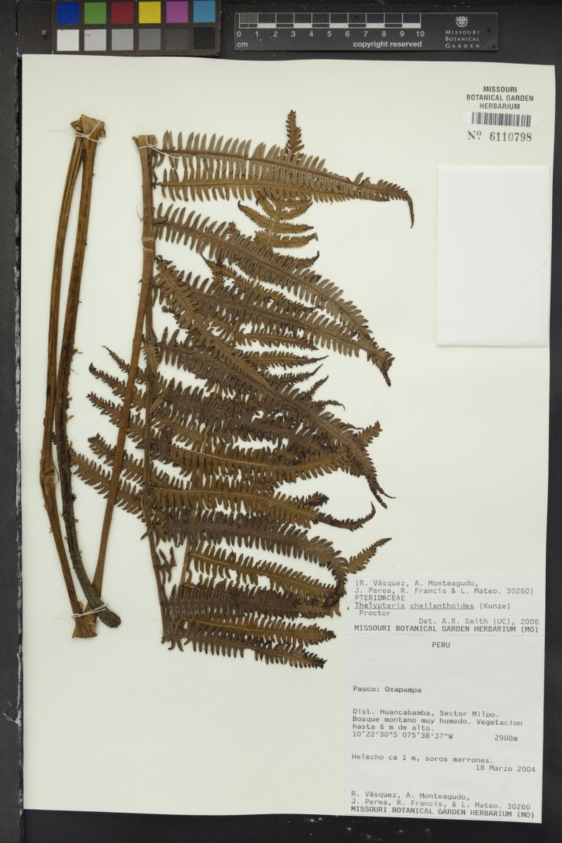 Lip Maiden Fern photo 6