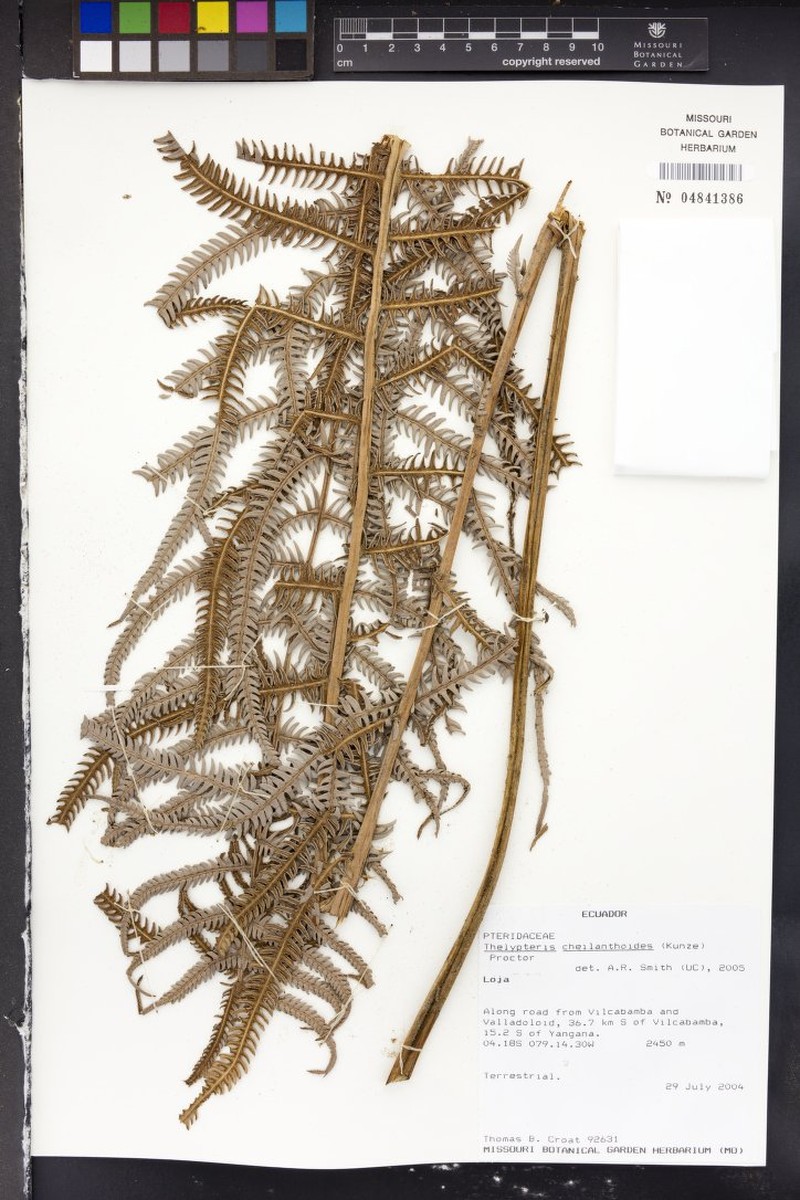 Lip Maiden Fern photo 7