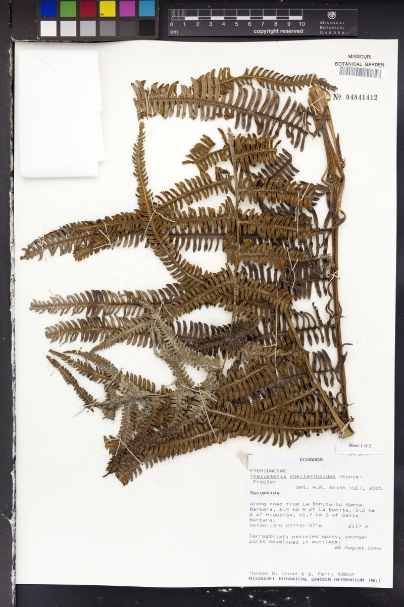 Lip Maiden Fern photo 8