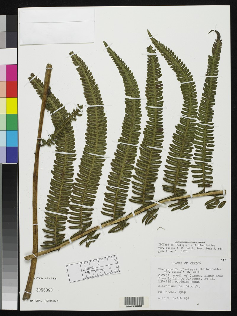 Lip Maiden Fern photo 2