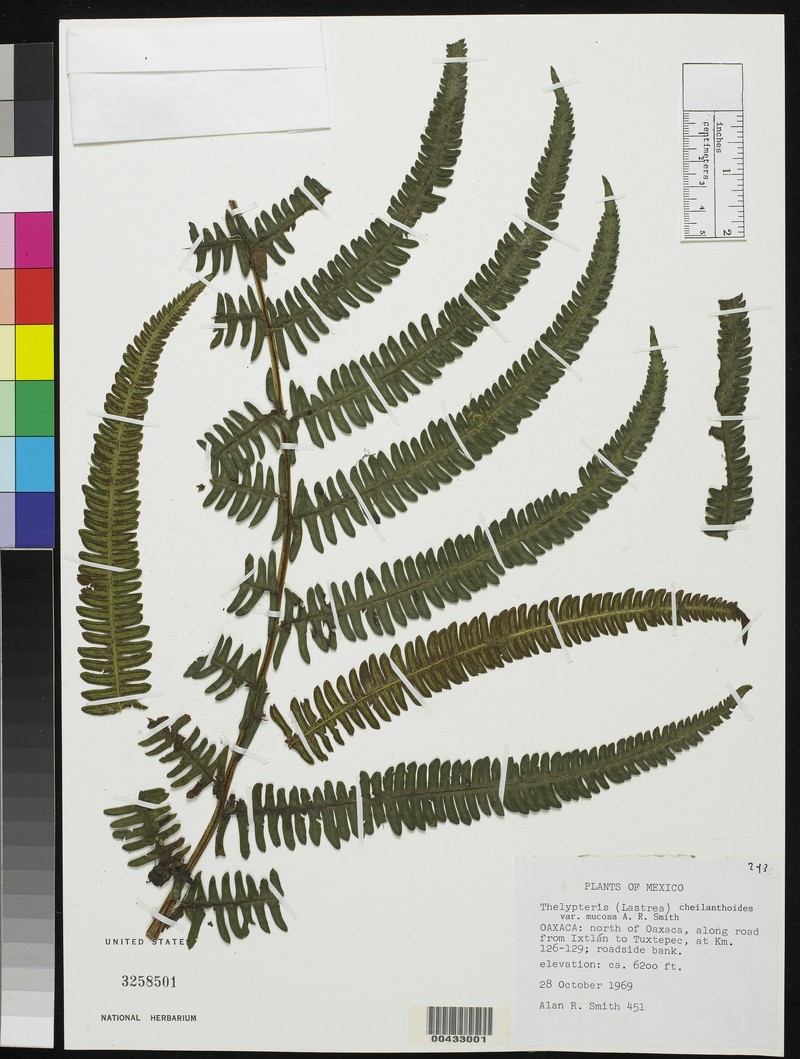 Lip Maiden Fern