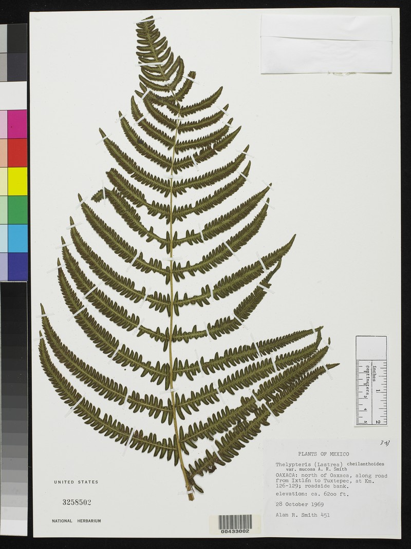 Lip Maiden Fern photo 3