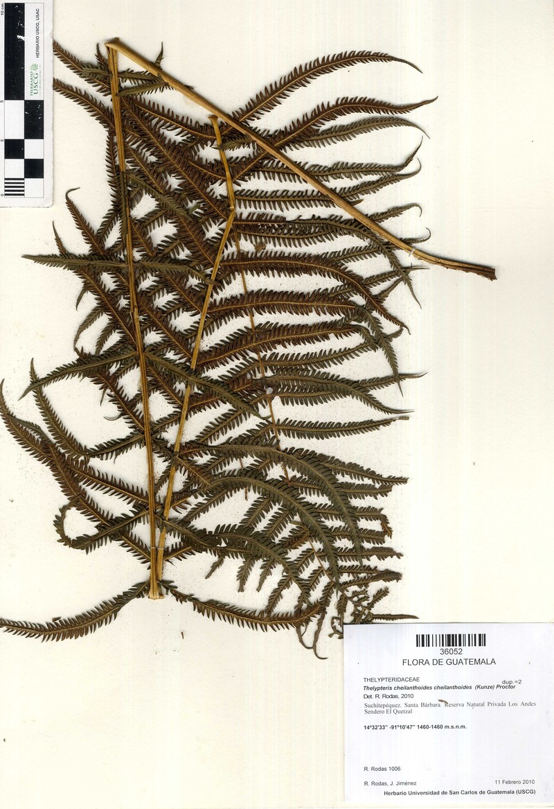 Thelypteris cheilanthoides var. cheilanthoides