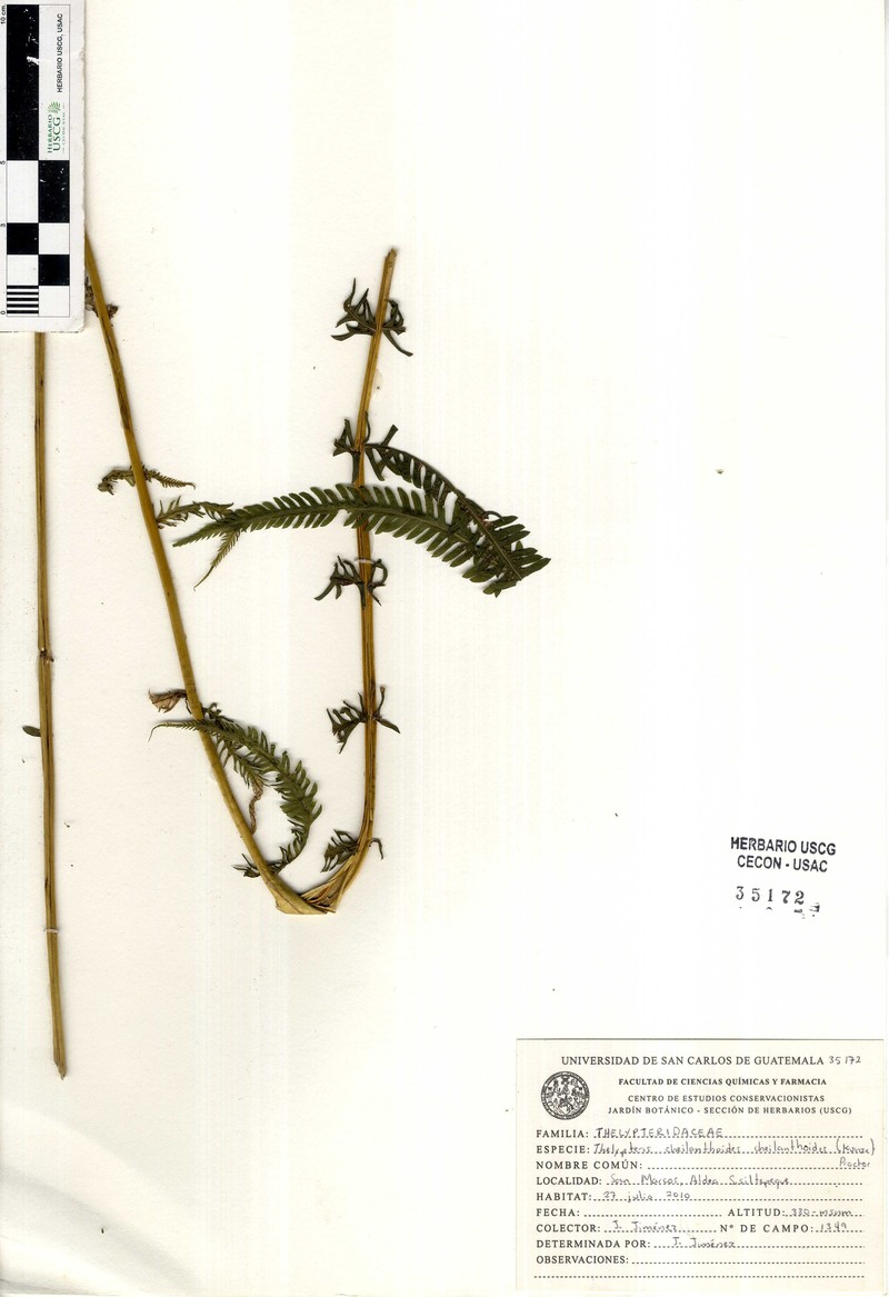 Thelypteris cheilanthoides var. cheilanthoides photo 2
