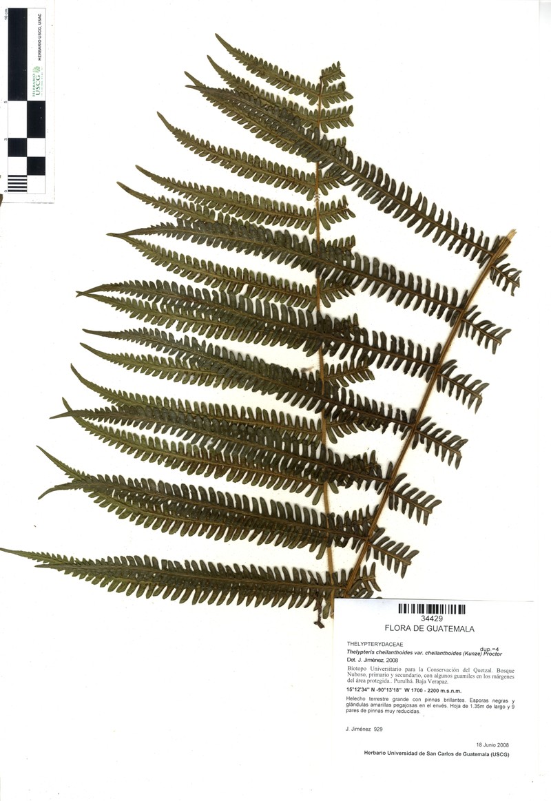 Thelypteris cheilanthoides var. cheilanthoides photo 3