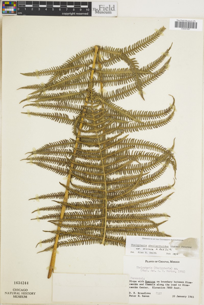 Thelypteris cheilanthoides var. mucosa
