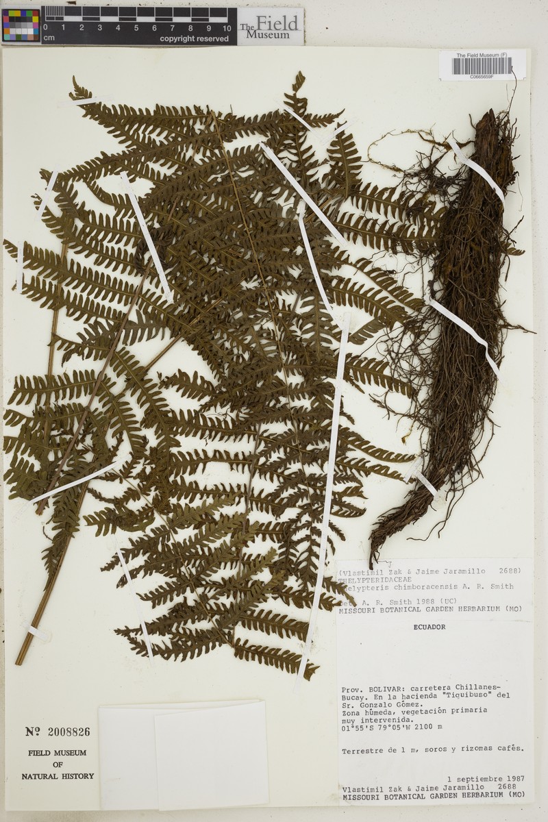Thelypteris chimboracensis