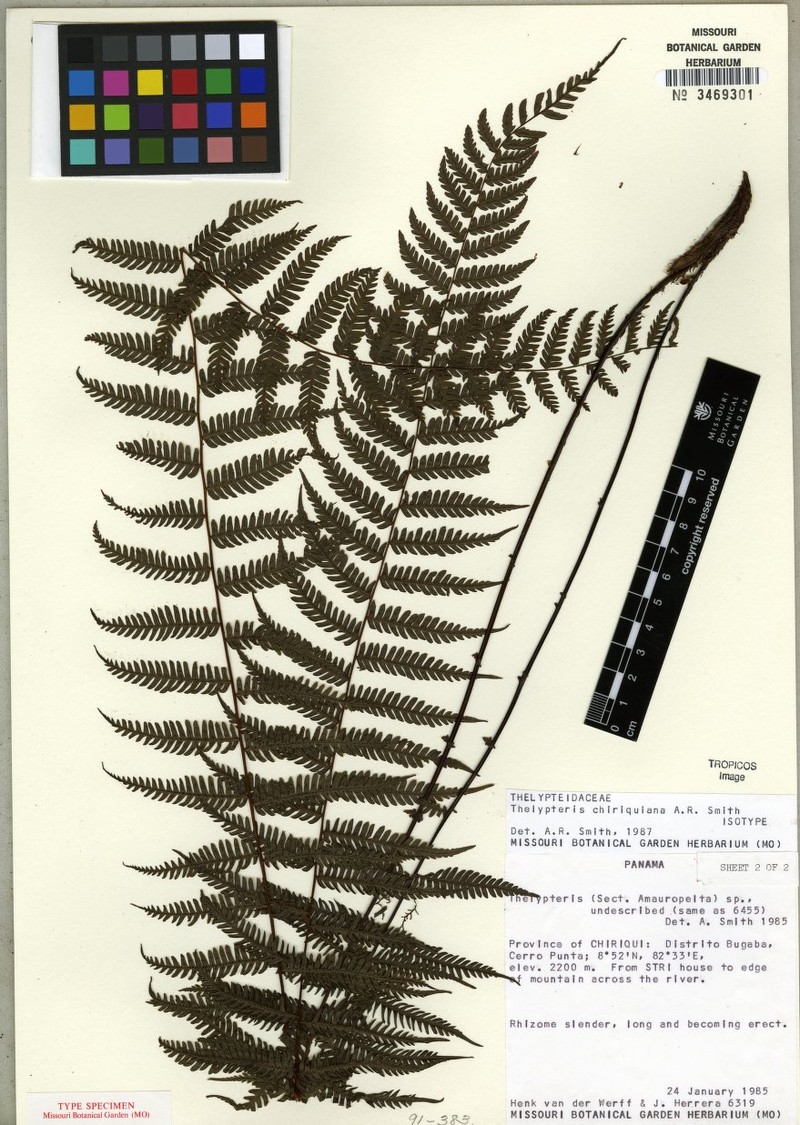 Thelypteris chiriquiana