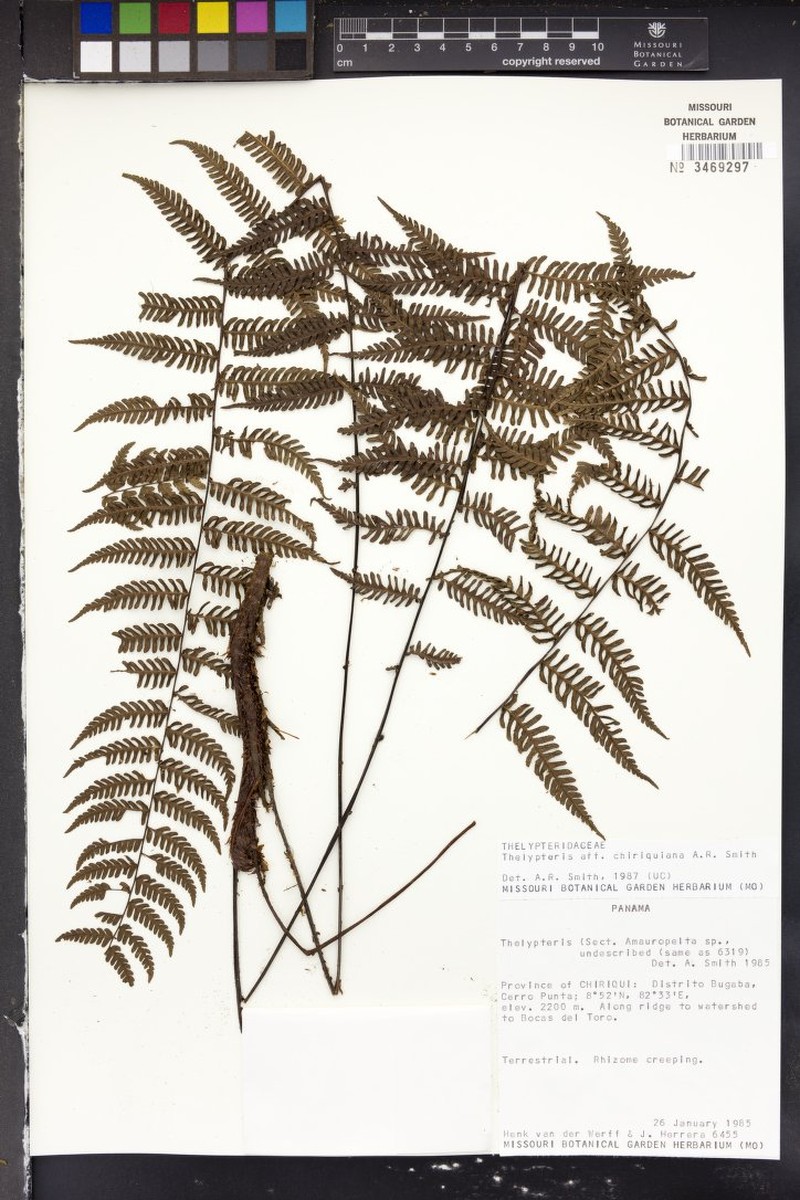 Thelypteris chiriquiana photo 2