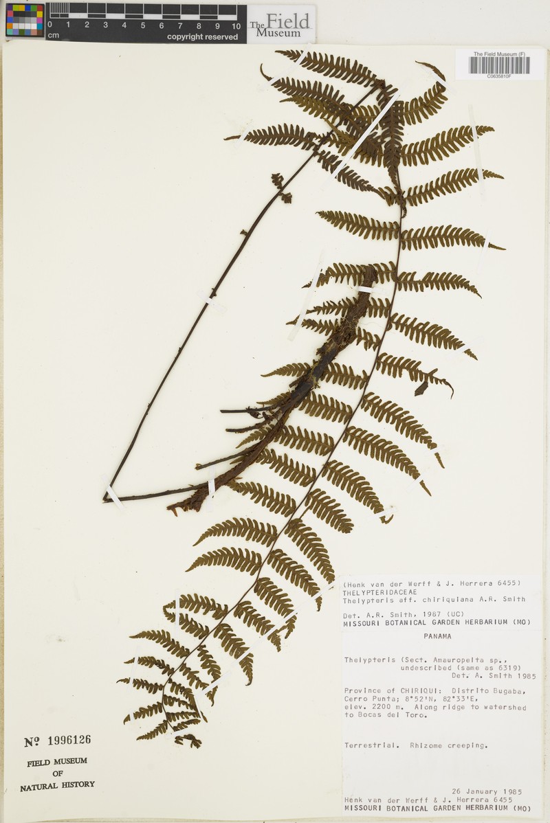 Thelypteris chiriquiana photo 3
