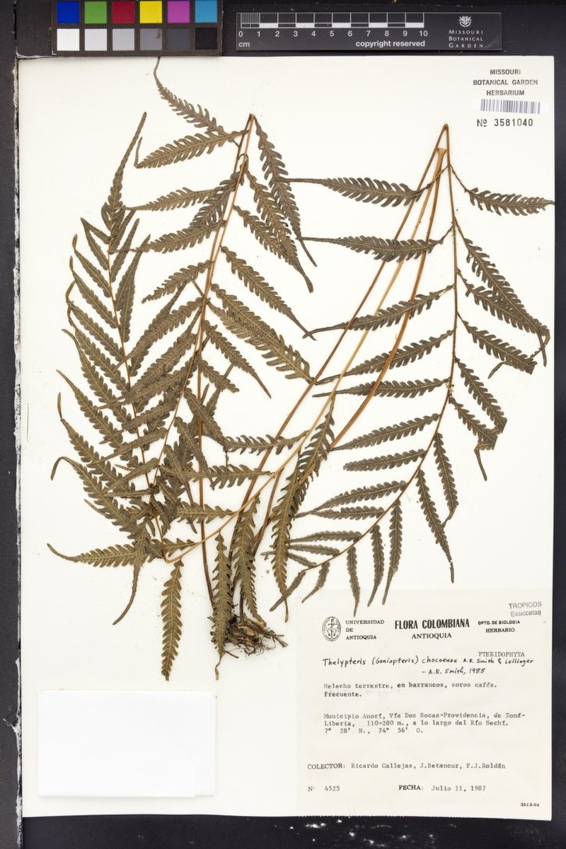 Thelypteris chocoensis