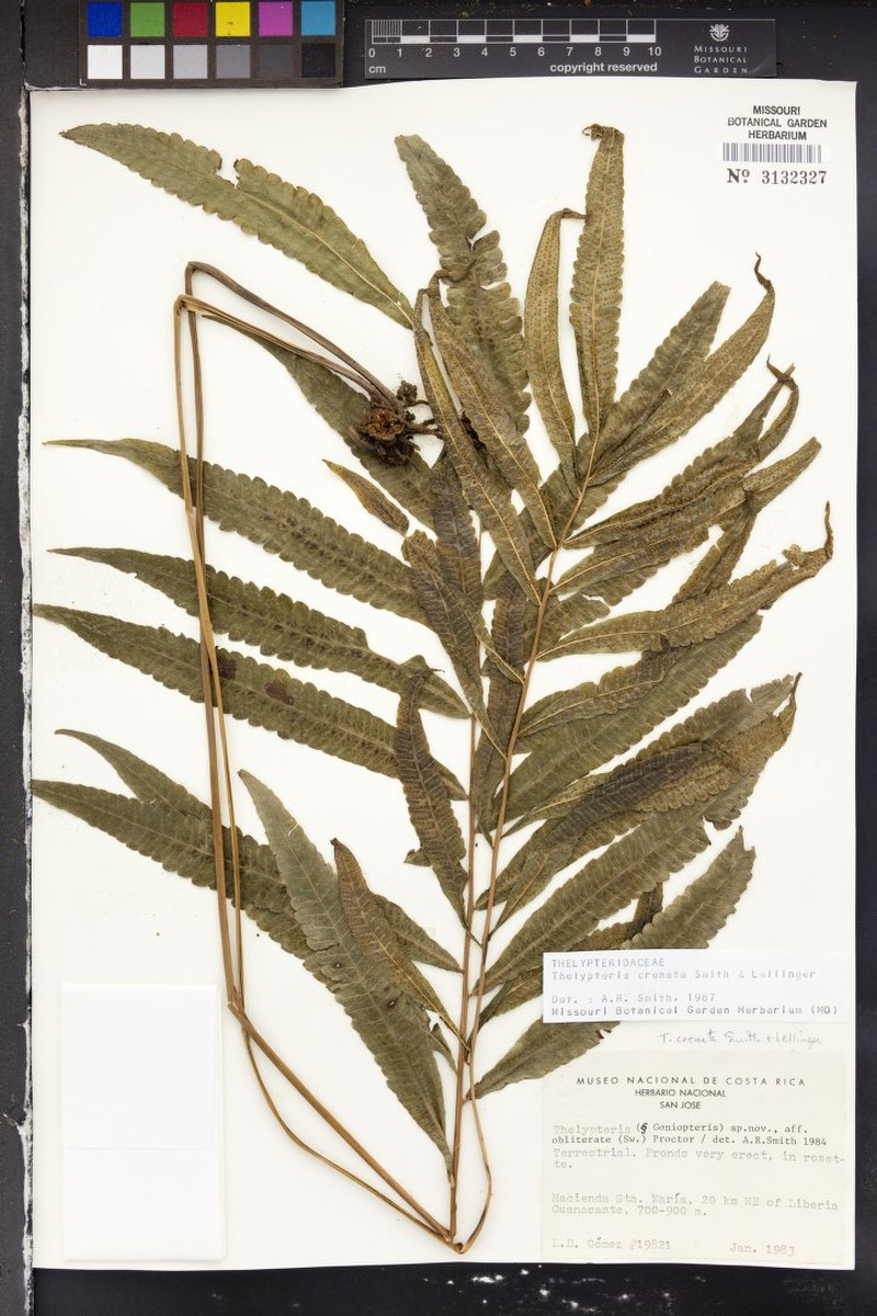 Thelypteris christensenii