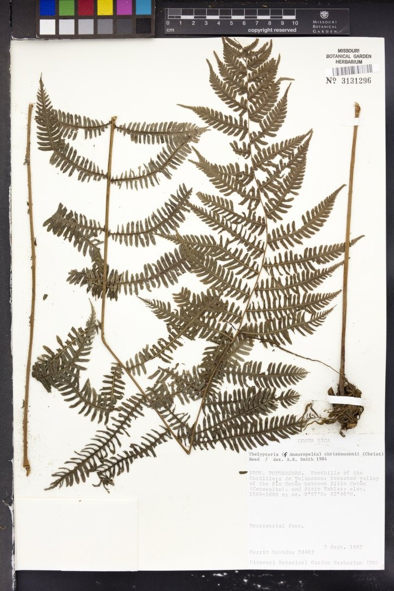 Thelypteris christensenii photo 2