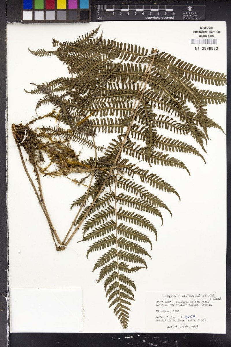 Thelypteris christensenii photo 3