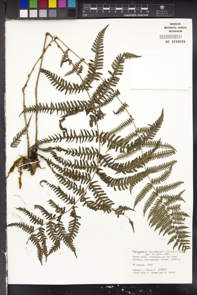 Thelypteris christensenii photo 4