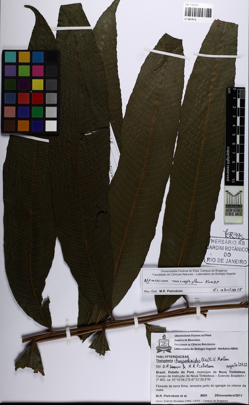 Thelypteris chrysodioides