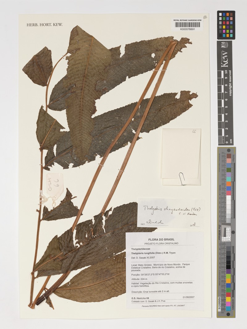 Thelypteris chrysodioides photo 2