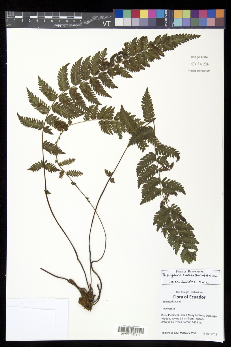 Thelypteris cinerea