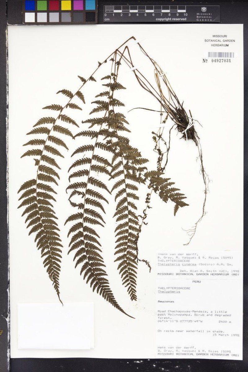 Thelypteris cinerea photo 2