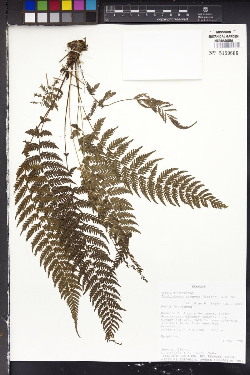 Thelypteris cinerea photo 3